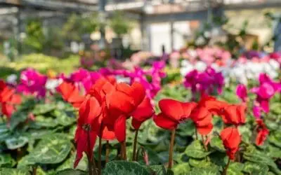 Advent bei Gärtnerei Heßdörfer