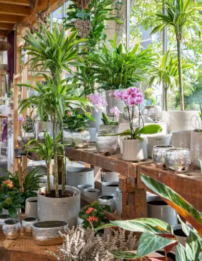 Blumen Carl Zimmerpflanzen Deko Floristik