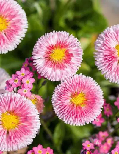 Leuchtende Frühlingsblumen auf dem Friedhof