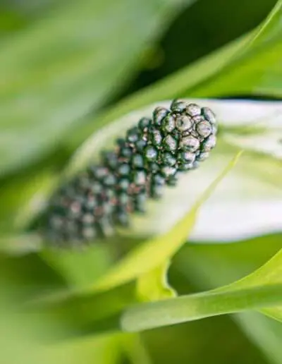 Spatiphyllum bindet fleißig Giftstoffe aus der Luft