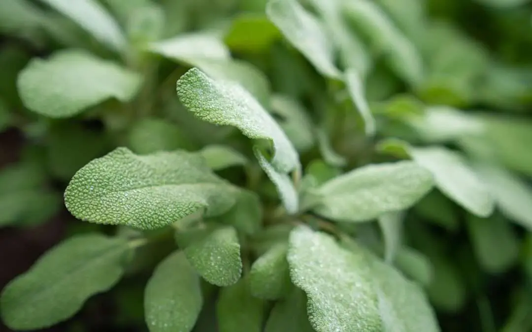 Gesundheit aus dem Garten: Kräutertipps