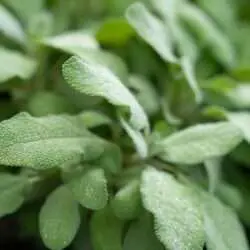 Salbei
