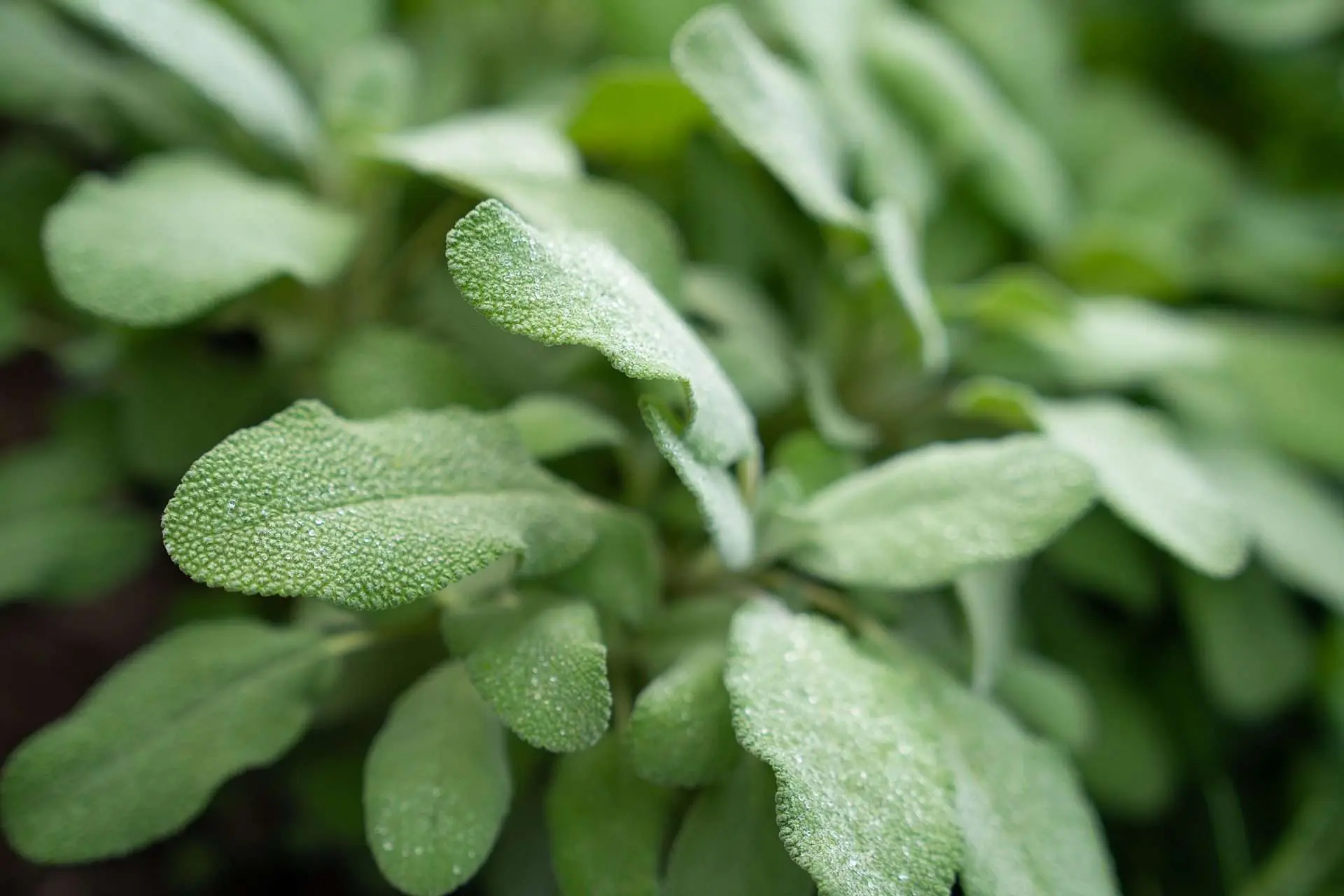 Gesundheit aus dem Garten: Kräutertipps