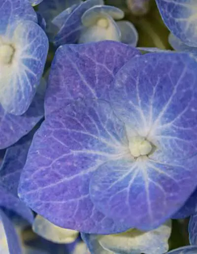 Hortensien Qualität aus Ihrer Gärtnerei