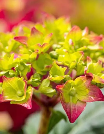 Leuchtendes Farbspiel einer Hortensienblüte