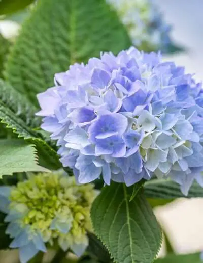 Hortensienblüte in blau