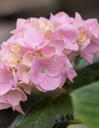 Hortensien gibt es in herrlicher Farbvielfalt