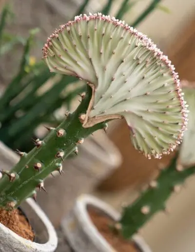 Sukkulente: Verbessern die Luftfeuchtigkeit auch nachts