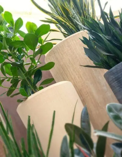 Zimmerpflanzen in edlen Gefäßen