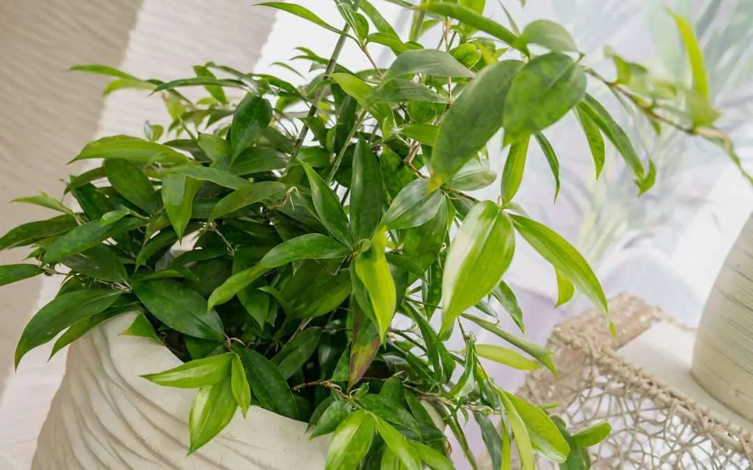 Bessere Luft durch Pflanzen