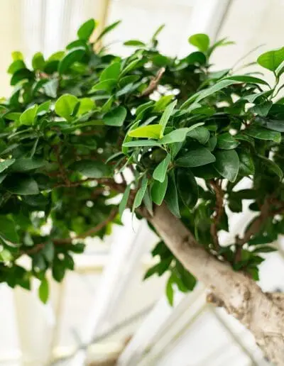 Ficus: filtert neben Formaldehyd auch Toluol und Xylol