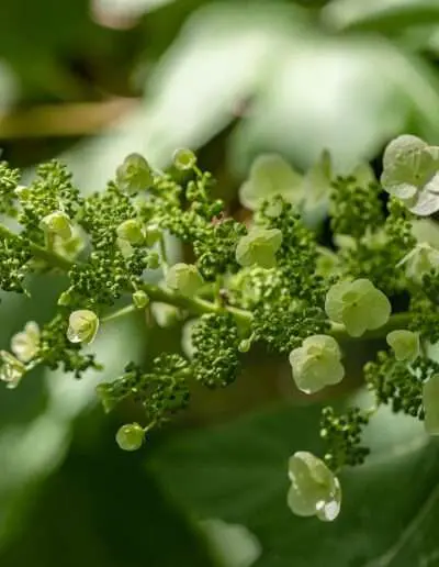 Blütenstand der Rispenhortensie - insektenfreundlich