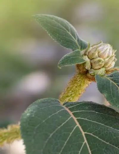 Knospe der rauen Hortensie aus China