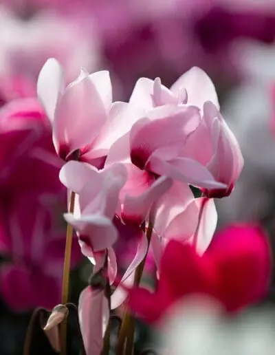 Alpenveilchen Rosa und Pink