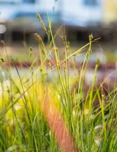 Gräser für Garten und Balkon