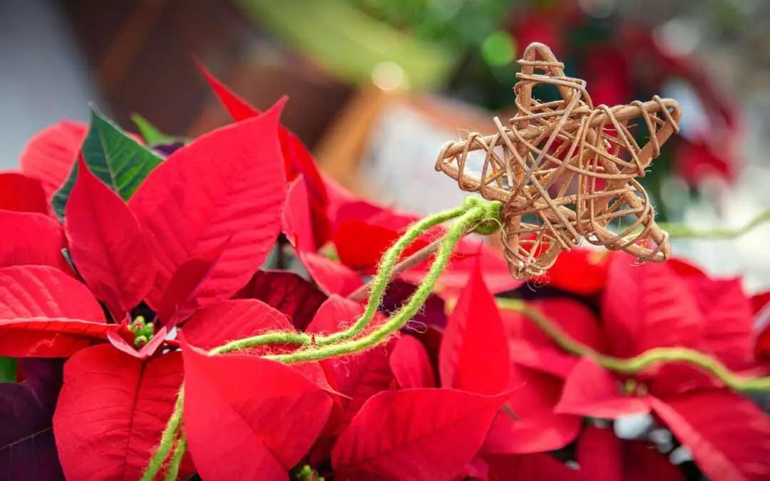 Weihnachtssterne dort kaufen, wo sie wachsen – in Ihrer Gärtnerei