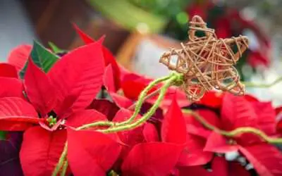 Reim’s Adventliche Stimmung