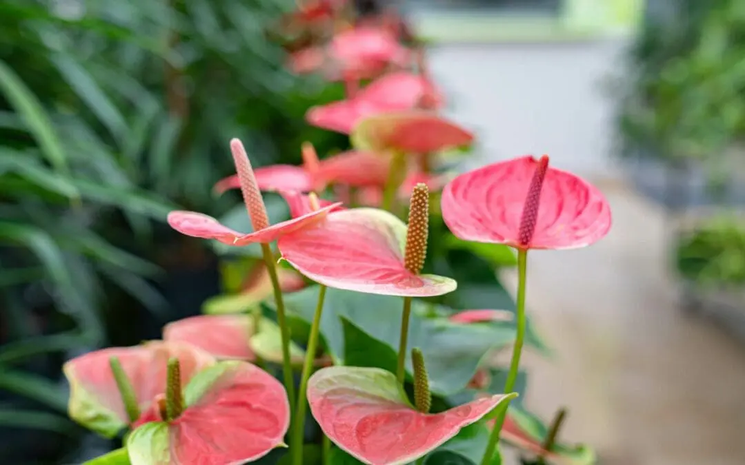 4393 Decker Greenoffice Anthurie