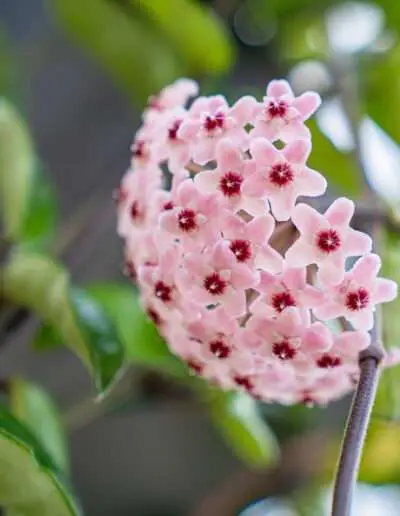Hoya: Wunderschöne Zimmerpflanze