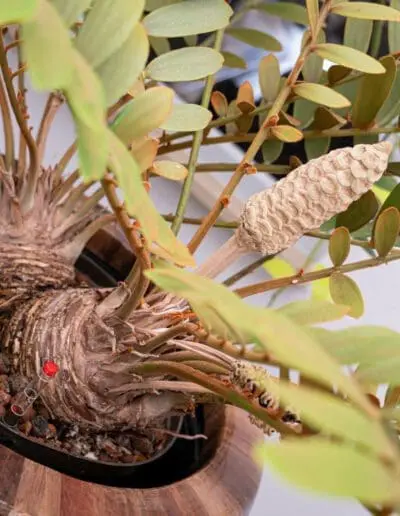 4516 Decker Greenoffice Hydrokultur Zamia