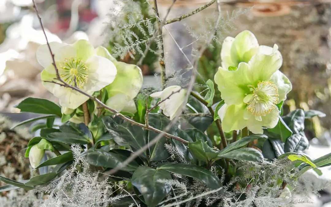 Festliche Dekoschale mit Christrosen
