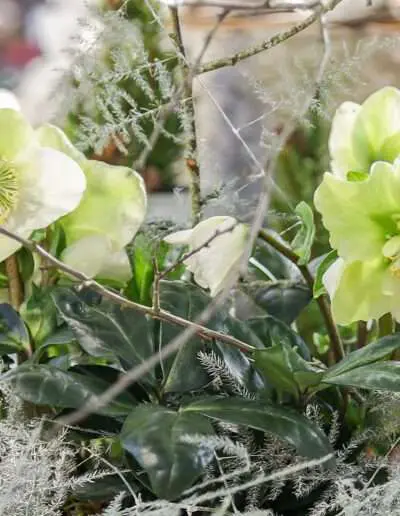 Festliche Dekoschale mit Christrosen