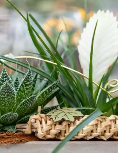 Gärtnerei Schunke – Gefäß Zimmerpflanzen