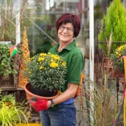 Gärtnerei Gammanick: Chrysanthemen