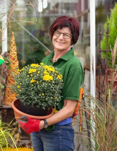 Gärtnerei Gammanick: Chrysanthemen