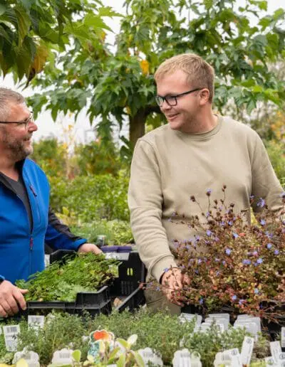 Gartenbaumschule Ringelmann Pflanzenvielfalt Stauden