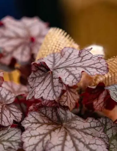 Herbstlich Willkommen: Heuchera Purpurglöckchen