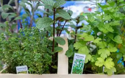 Kräutergarten leichtgemacht: Mit dem Würzburger Kräuterkistle