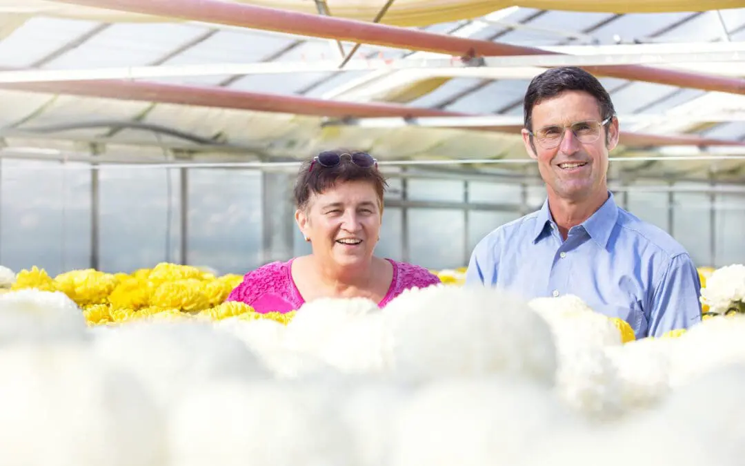 Blumenwerkstatt Rippel Eigener Pflanzenanbau Mit Chrysanthemen