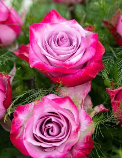 Gärtnerei Hupp Schnittblumen Rosen