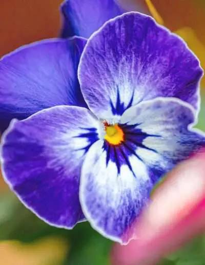 Gartenbaugruppe Würzburg – Hornveilchen Lila