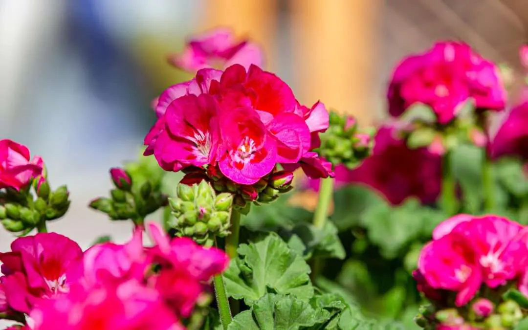 Spendenaktion: Die Würzburger Benefizgeranie der Gartenbaugrupp