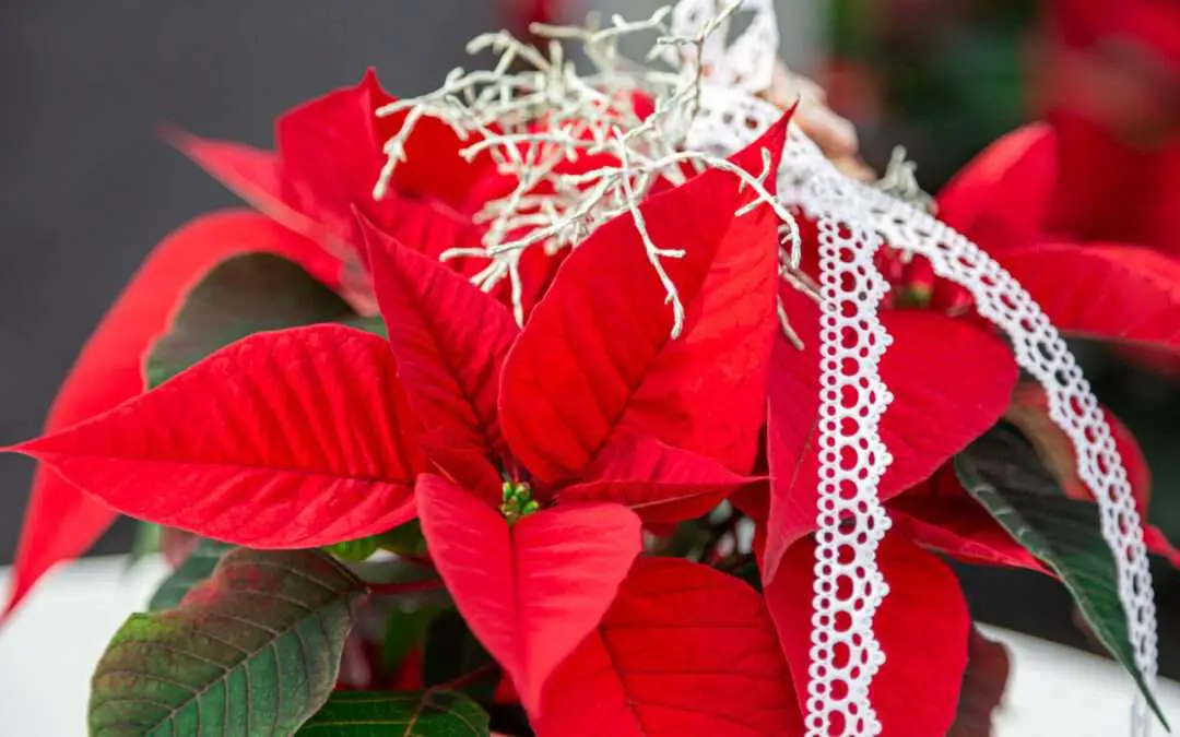 Weihnachtsstern Aus Eigenem Anbau