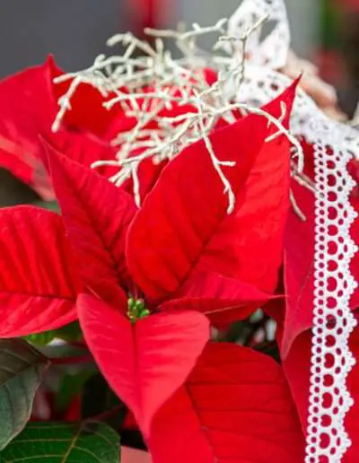 Weihnachtsstern Aus Eigenem Anbau