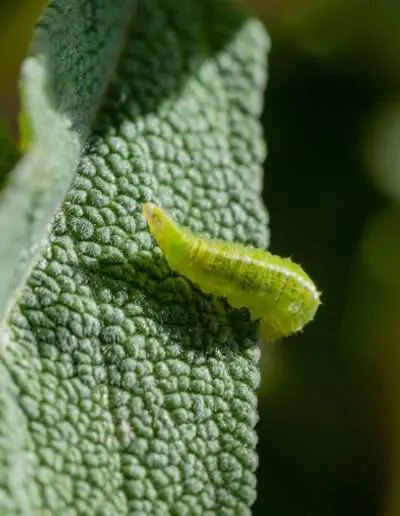 Nützlinge Natürliche Schädlingsbekämpfung im Garten
