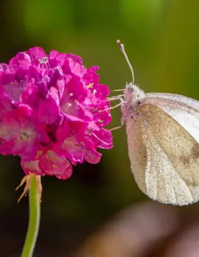 Insektenfreundlich: Strandnelke mit Schmetterling