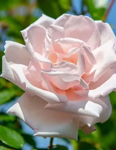 Gartenbaugruppe Würzburg – Edelrose "Chandos Beauty"