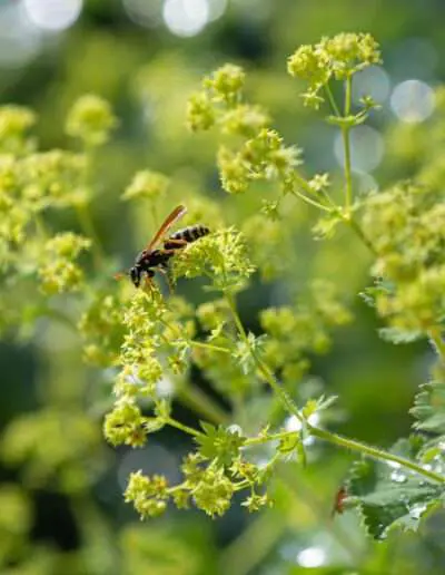 Sommerstaude: Frauenmantel (Alchemilla)