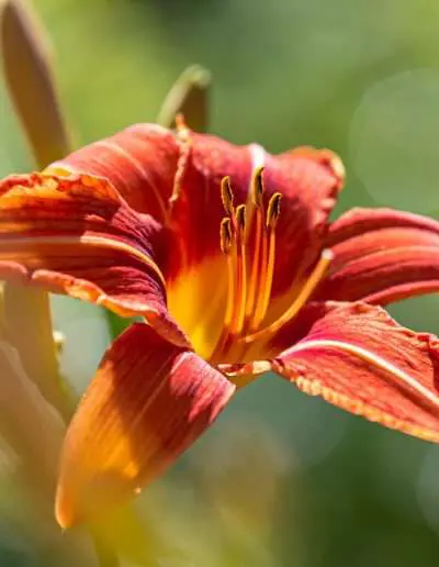 Essbare Staudenblüte: Taglilie in Rot