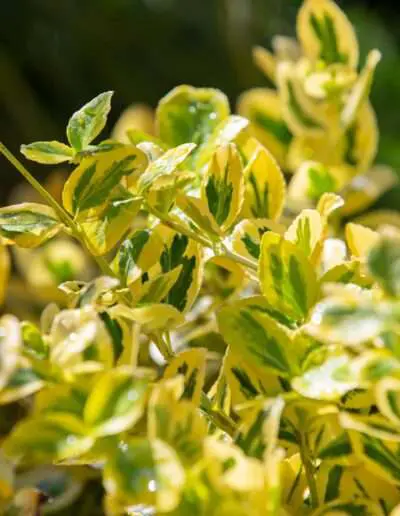 Kleinstrauch: Kriechspindel