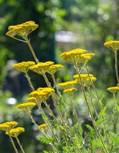 Sommer-Staude: Goldgarbe (Achillea)