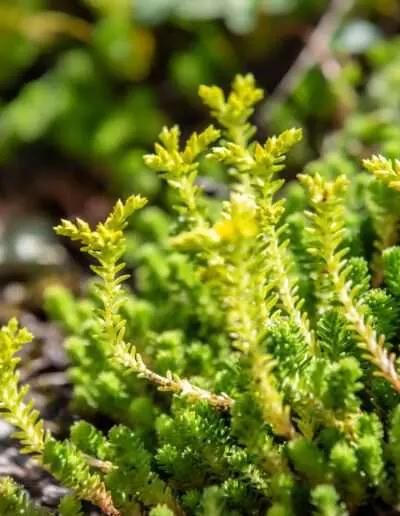 Scharfer Mauerpfeffer