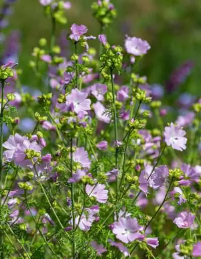 Wildgarten mit Malven