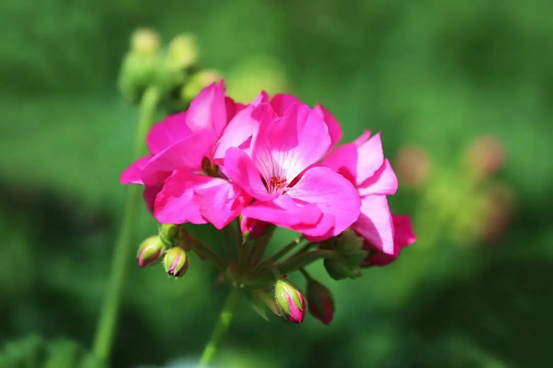 Die Würzburger Benefizgeranie Der Gartenbaugruppe