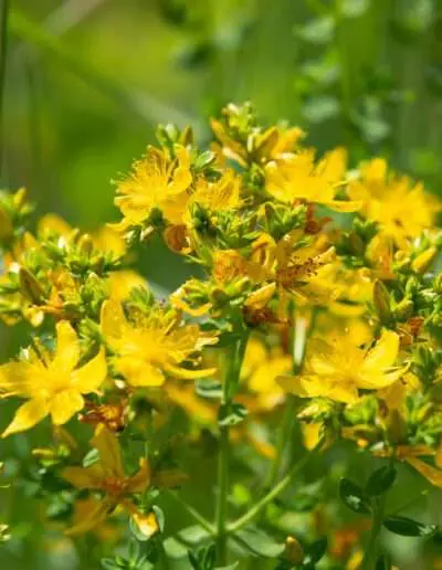 Farbenprächtige Sommerstaude: Johanniskraut
