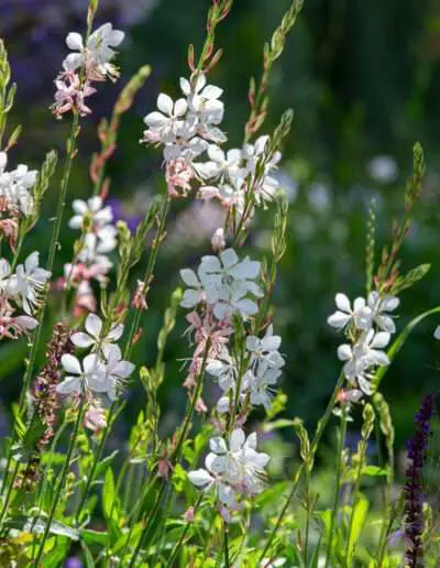 Grazile Sommerstaude: Prachtkerze (Gaura)